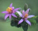 Die Suid Afrikaanse weergawe van die Linde Boom (Grewia occidentalis)